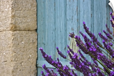 Lavender flower against door.