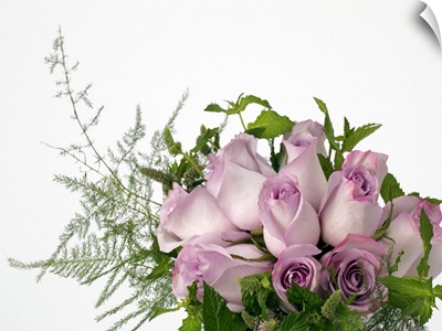 Lavender roses