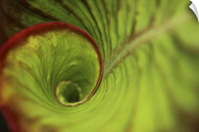 Leaf Green Spiral In The Rainforest