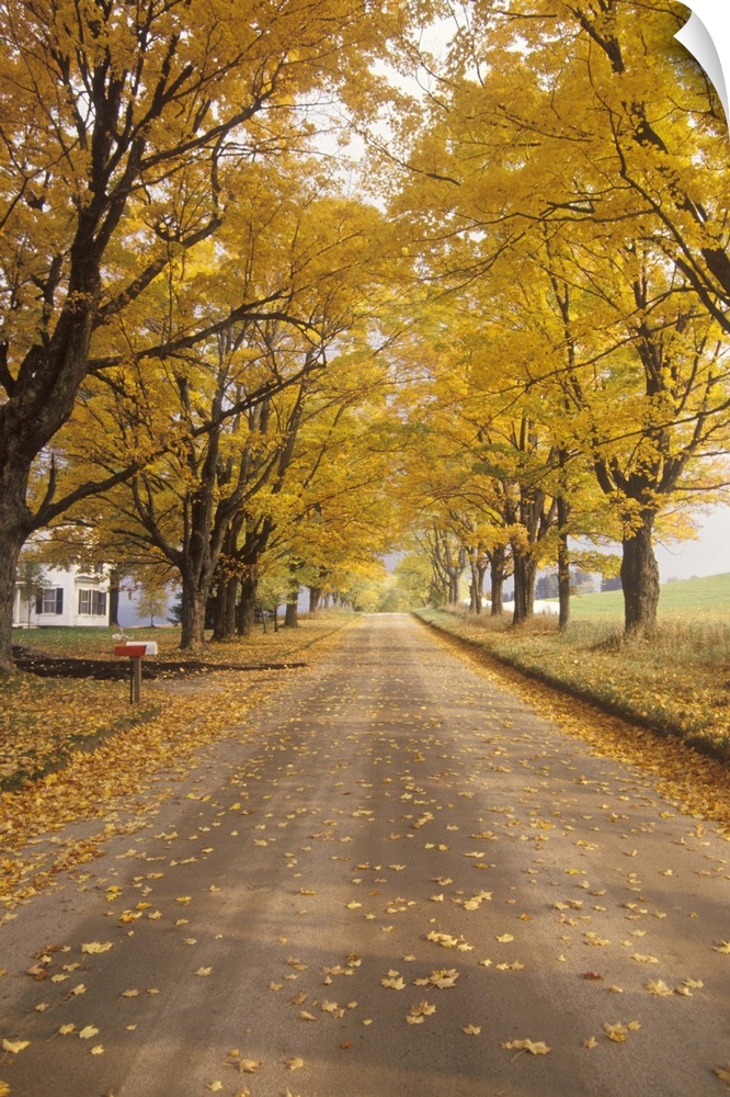 'Leaves are turning yellow alongside a rural road in Peacham, Vermont'