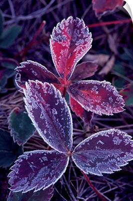 Leaves with frost