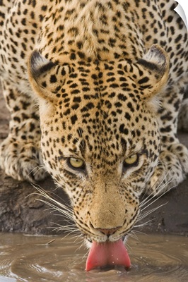 Leopard drinking, Greater Kruger National Park, South Africa