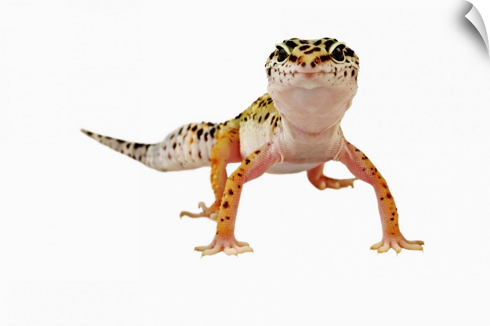 The leopard gecko is native to the desert stretching from Iraq to India and Afghanistan.