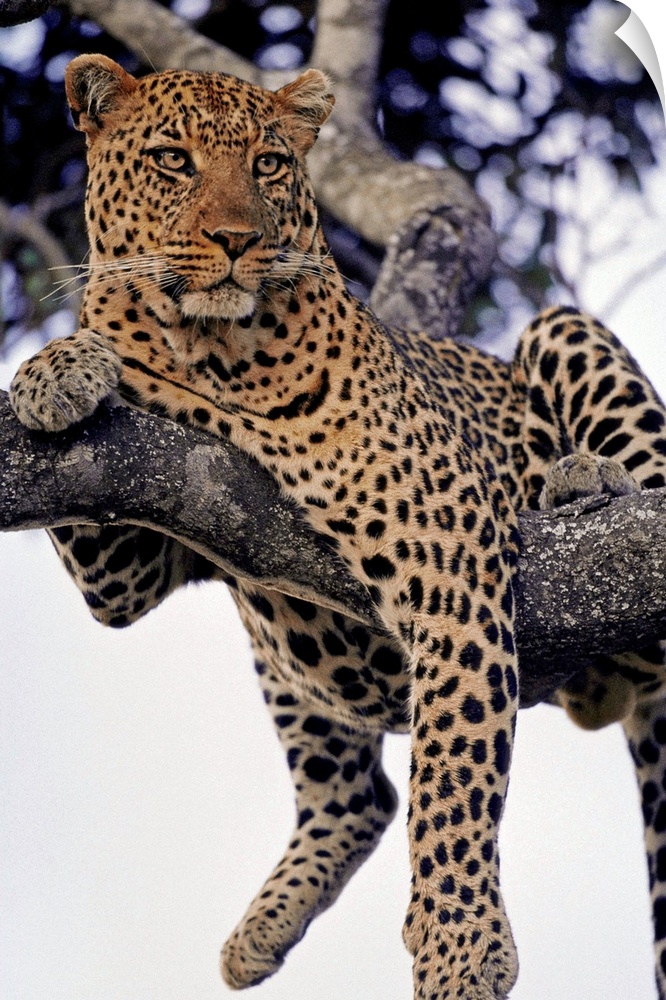 A male leopard drapes himself over a tree branch in Kenya's Masai Mara National Reserve.