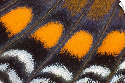 Limenitis a. astyanax butterfly wing details