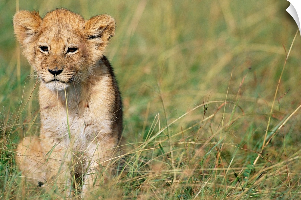 A lion cub sits along savanna grass in the Masai Mara National Reserve, Kenya. Photograph by Paul Souders.