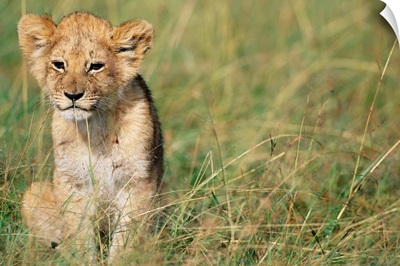 Lion Cub Sitting In Grass