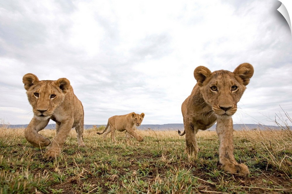 Lion cubs (Panthera leo) stalking toward remote camera with wide angle lens.
