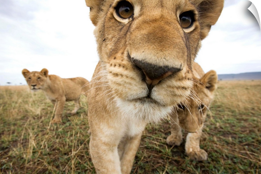 Lion cubs (Panthera leo) stalking toward remote camera with wide angle lens. Photograph by Paul Souders.