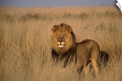 Lion (Panthera leo), adult male, standing on savanna