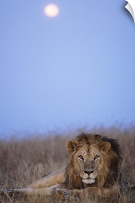 Lion resting in Masai Mara National Reserve, Kenya