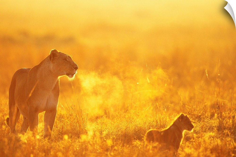 A lioness and her young cub stand in the early morning light at Musiara Marsh in Kenya's Masai Mara wildlife reserve. Phot...