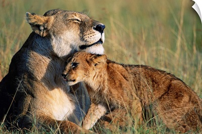 Lioness And Cub Resting On The Savanna