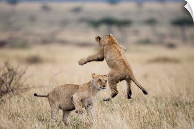 Lions Playing In Masai Mara Game Reserve, Kenya