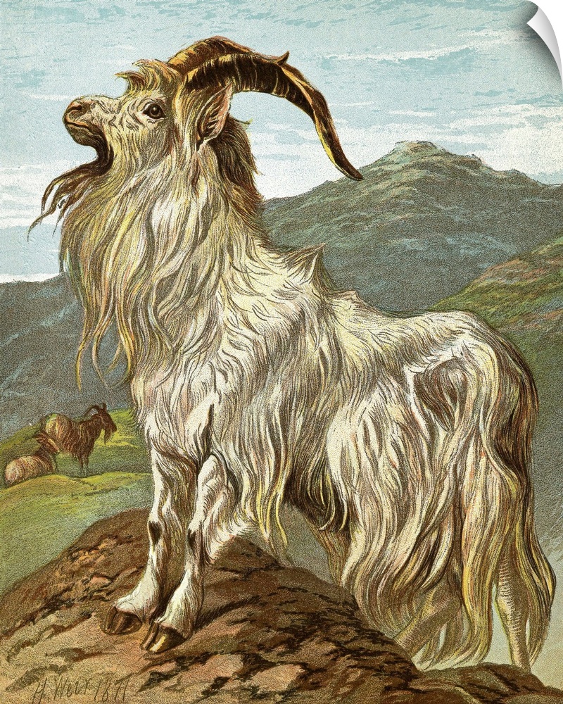 Lithograph of a mountain goat by H. Weir, dated 1871.