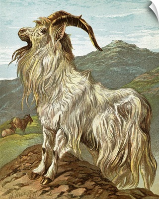 Lithograph Of Mountain Goat