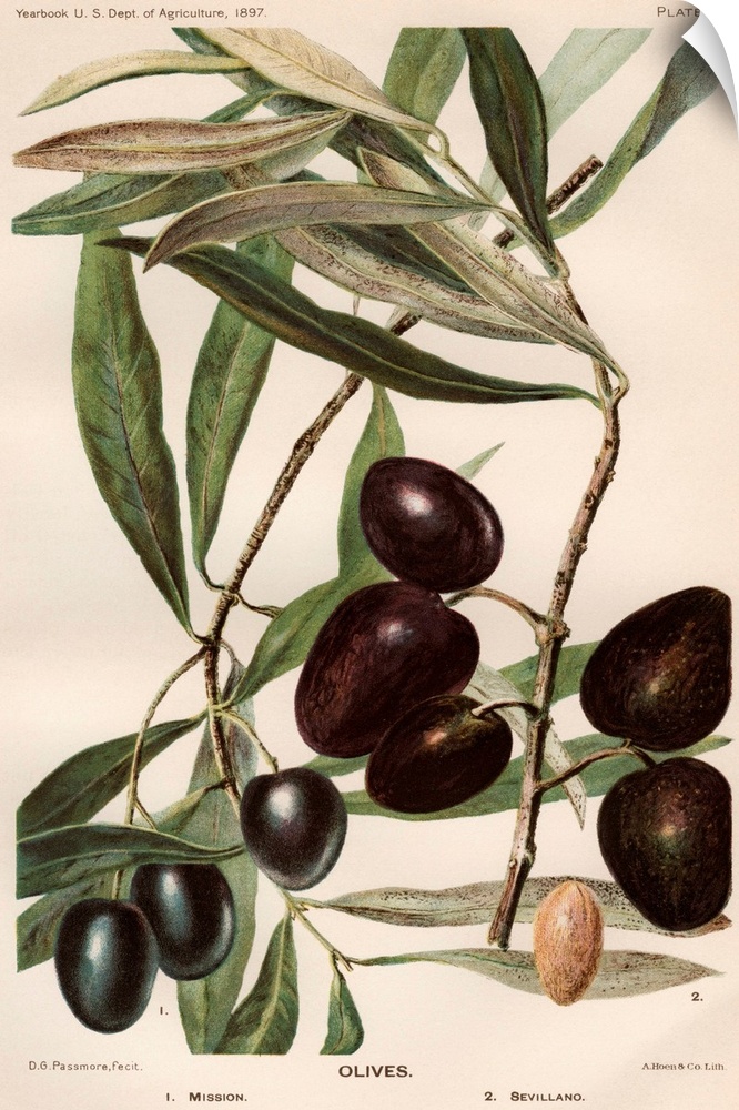 An illustration of Mission olives (left) and Sevillano olives (right) from the 1897 United States Department of Agricultur...