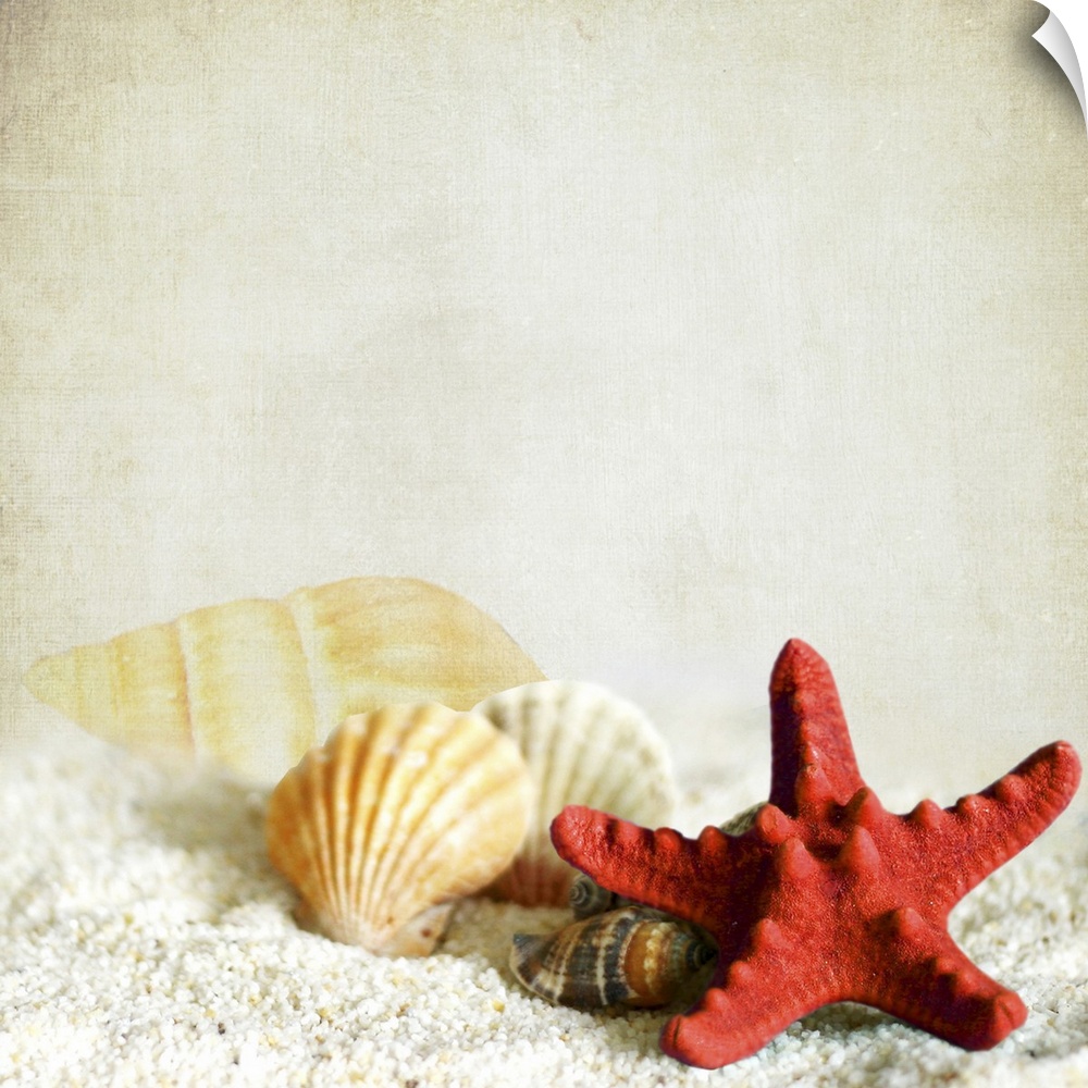 Square photo on canvas of shells and a starfish sitting on sand against a neutral background.