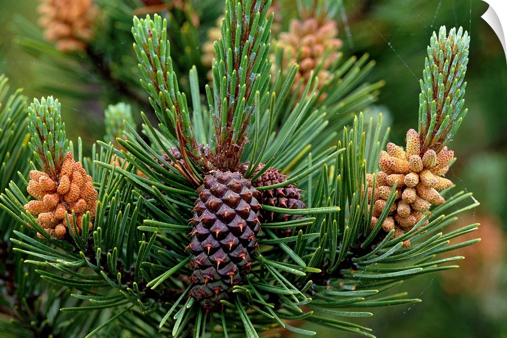 Lodgepole Pine Branch With Cones