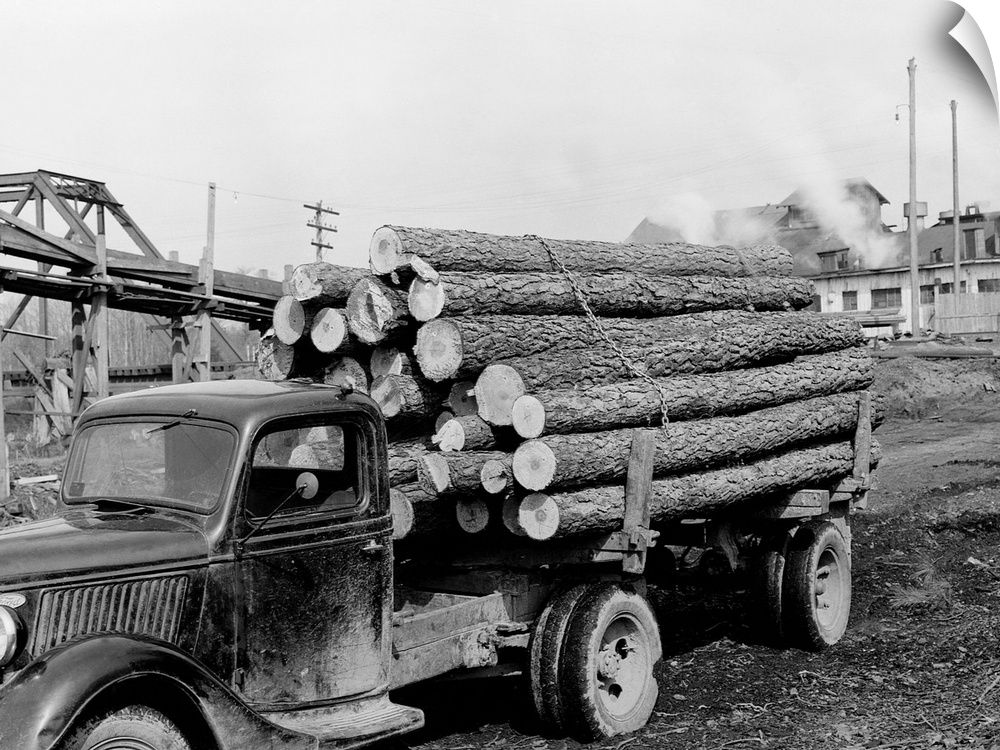 A logging truck parks at the Camp Lumber Company with a load of small pine logs. The logs are 900 board feet by the Doyle ...