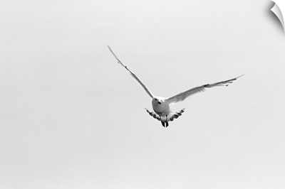 Lone Seagull