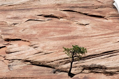 Lone Tree Growing In Rock Formation