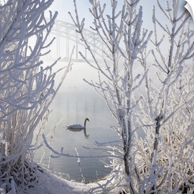 Lonely swan in ice snow covered landscape with bridge in background throughout mist.