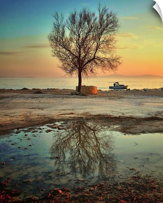 Lonely tree, Croatia