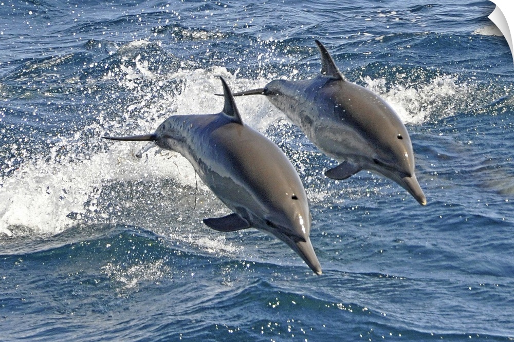 These are Long-beaked Common Dolphins (Delphinus capensis), a highly energetic and acrobatic species that likes to bow rid...