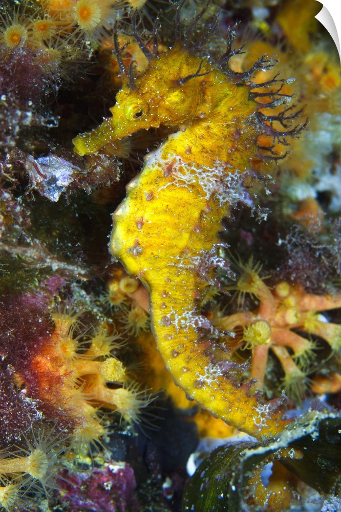 Yellow sea horse in yellow plant area.