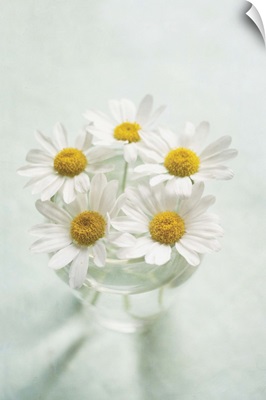Looking down at vase of fresh white daisies.