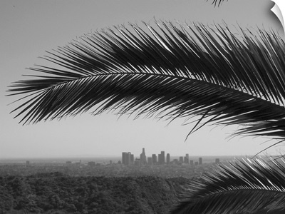 Los Angeles skyline framed by palm tree from Hollywood Hills.