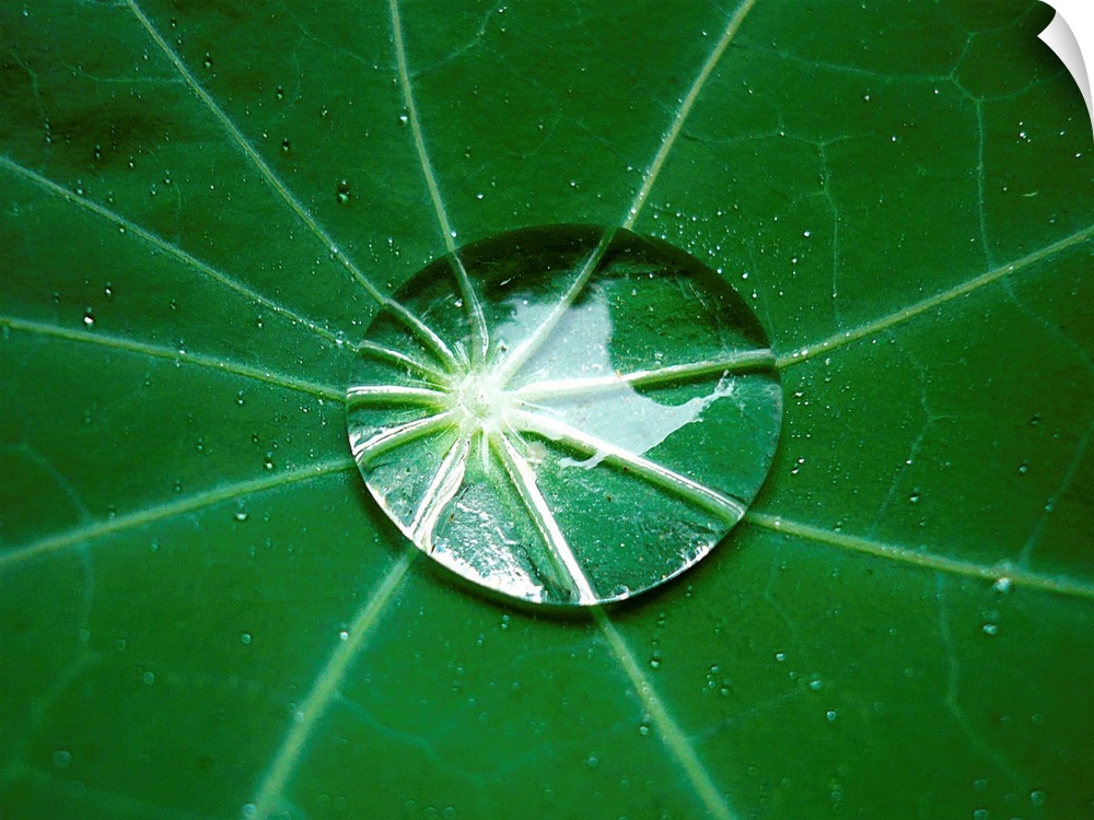 Close-up of a raindrop in the center of a nasturtium leaf, exhibiting the lotus effect, thereby also magnifiying the veins...