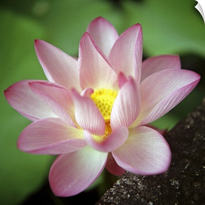 Lotus flower.