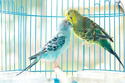 Lovely parakeet couple kiss each other in cage.