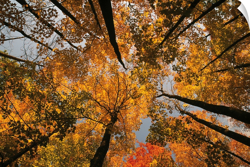 Low angle view looking up autumn through trees