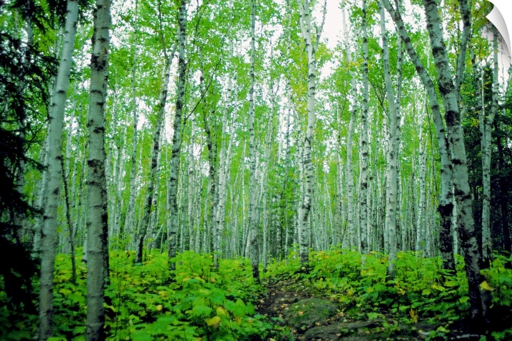 Large, horizontal photograph of a dense forest of birch trees surrounded by greenery in Minnesota.