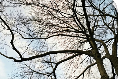 Low angle view of sky through tree branches with no leaves