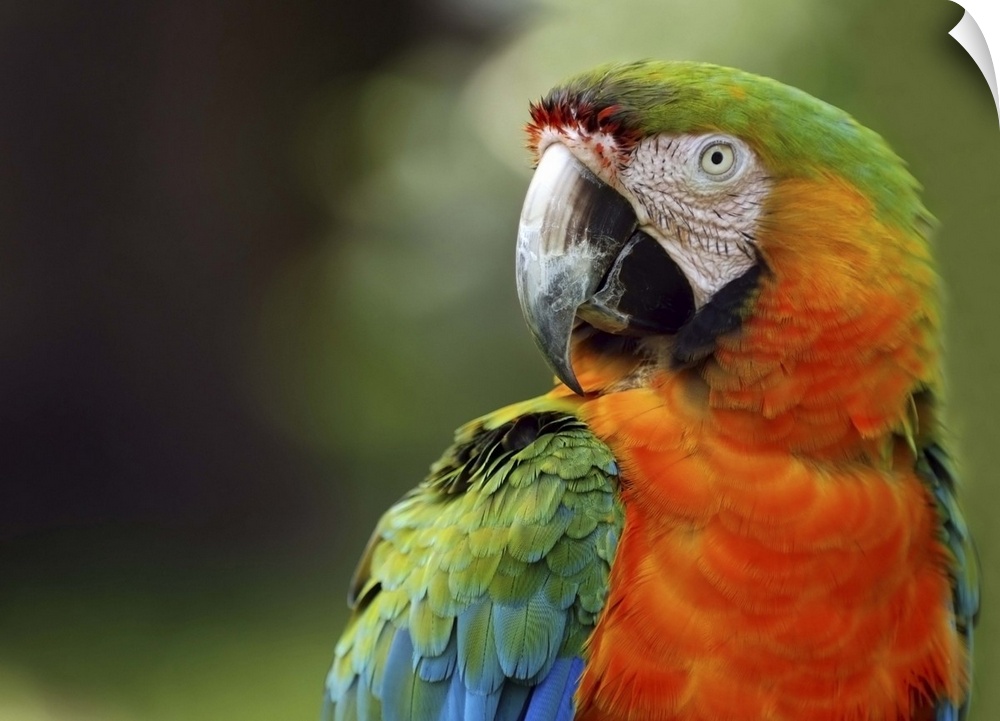 Macaw, exotic birds.  Sarasota Jungle Gardens.