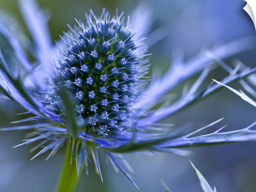 Macro image of Sea Holly  perennial with hairless and usually spiny leaves, and dome-shaped umbels of flowers resembling t...