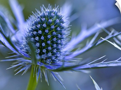 Macro image of Sea Holly  perennial with hairless and usually spiny leaves