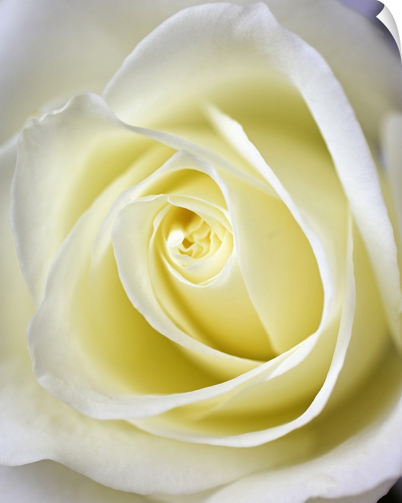 Close up, macro image of the inside of a white rose. The white rose is a symbol of purity and innocence, among other things.