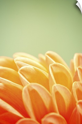 Macro of orange and yellow flowers details.