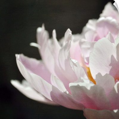 Macro of pale pink petals in natural light against black background.