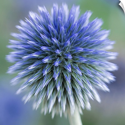 Macro of round flower head (Echinops) with spiky form in Southwark Park, London.
