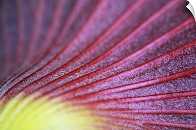 Macro shot of a tropical flower