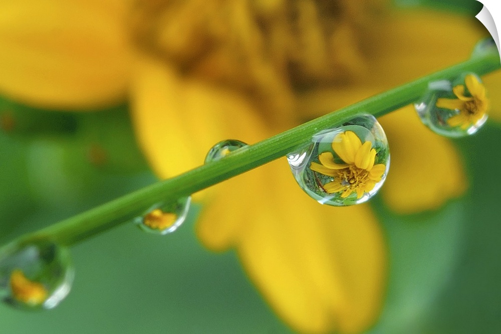 Up-close photograph of water droplets on a blade of grass with blurred flower in the distance.