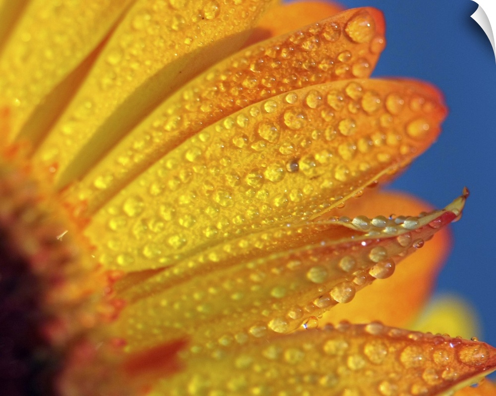 Macro yellow flower with rain dropes