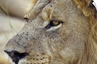 Magnificent male Lion residing in the Okavango Delta region of Botswana.