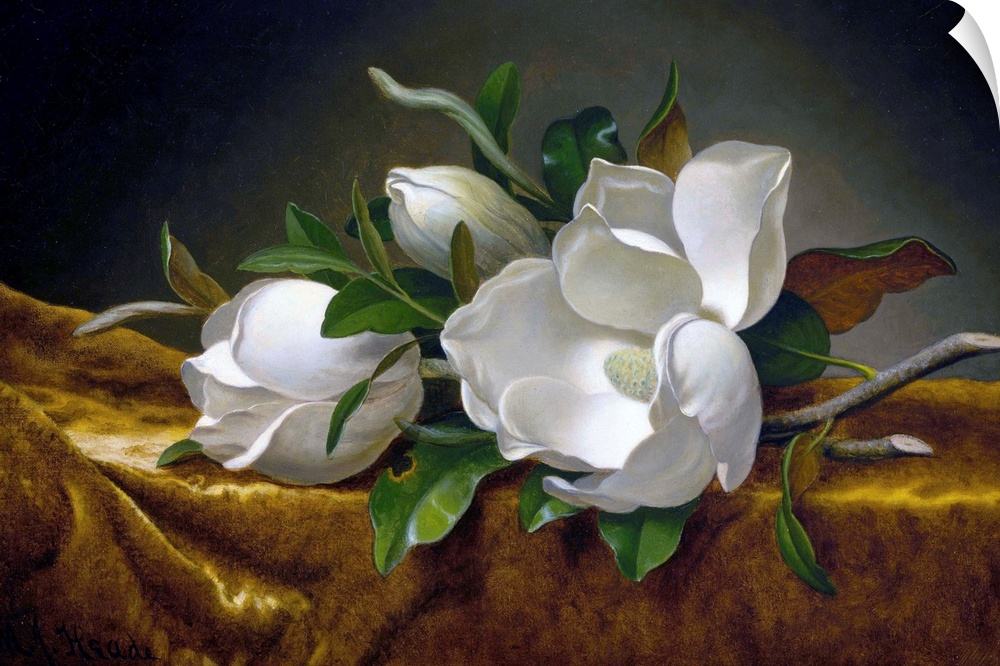 Martin Johnson Heade (American, 1819-1904), Magnolias on Gold Velvet Cloth, c. 1888-90, oil on canvas, 37.6 x 60.9 cm (14....